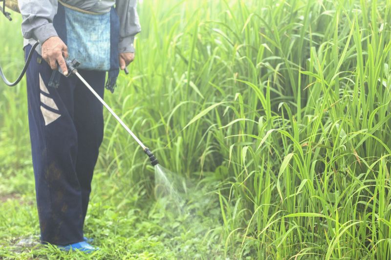 Lawn Weed Control in Rockwall, TX